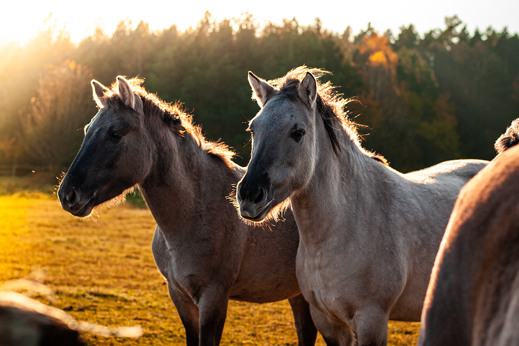 Konik Polski